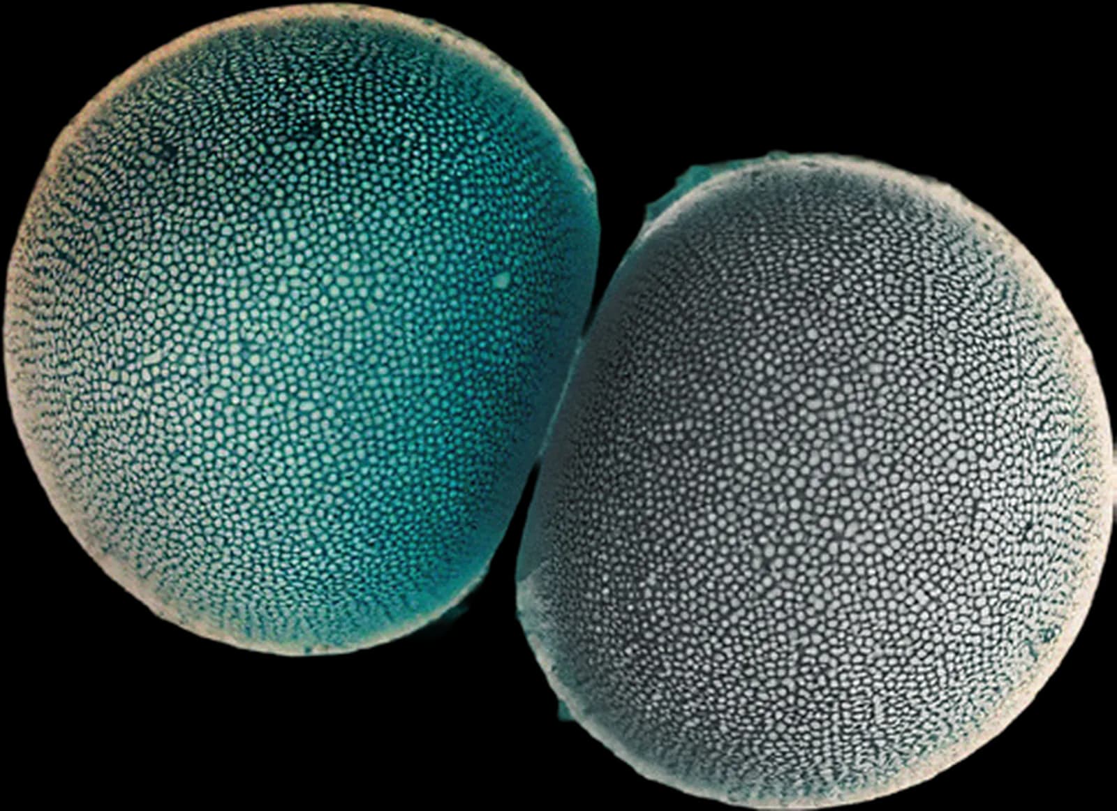 Dezawa MuseExosomes — two spherical exosome particles visualized at microscopic scale